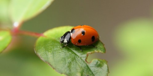 Marienkäfer